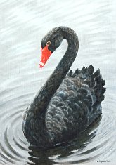 Марина Ефремова. Картина Чёрный лебедь. 2012. Холст, масло. 70х50