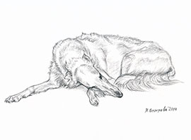 Марина Ефремова. Лежащая русская псовая борзая. 2014. Бумага, уголь. 20х30
