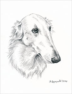 Марина Ефремова. Русская псовая борзая. Портрет. 2014. Бумага, уголь. 30х20