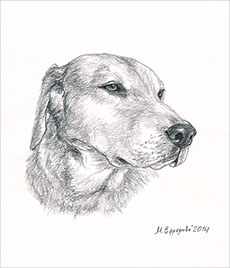 Марина Ефремова. Русская гончая. Портрет. 2014. Бумага, уголь. 30х20