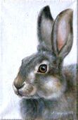 Марина Ефремова. Картина Заяц-русак, 2010 г, холст, масло, 30х20