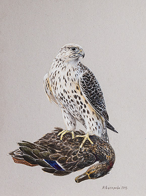 Марина Ефремова. Кречет с уткой. Этюд. 2015. Картон, смешанная техника. 40х30